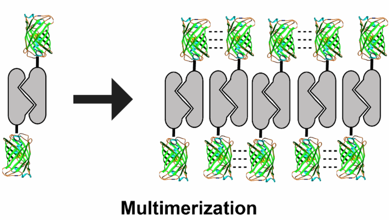 fluorescent protein multimerization